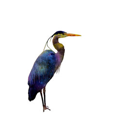 Heron watercolor png illustration