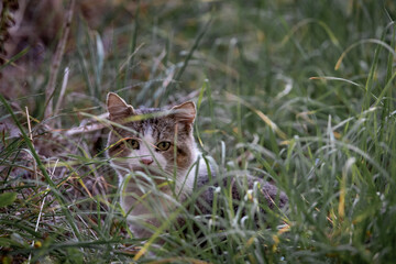 cat in the grass