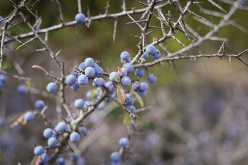 hawthorn of sloes on an autumn day