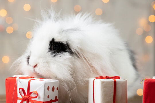 Spotted rabbit minilop among gifts. Symbol of the New Year bunny miniature lop.