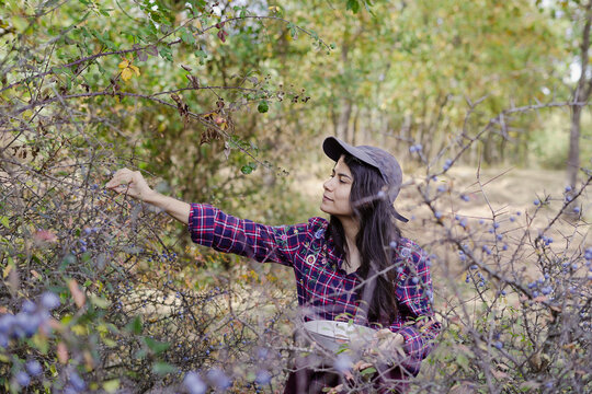 picking fruit in the field