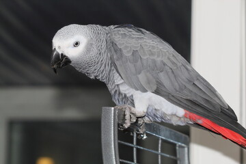 Obraz premium A pet African Grey Parrot playing on top of his cage at his home address. These birds are known for their intelligence, ability to talk and their famous red tails.