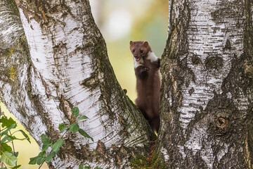 female beech marten (Martes foina) on the trunk of a birch tree