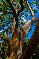 rainbow tree