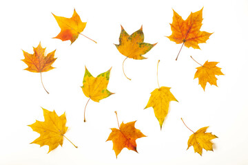 Autumn leaves isolated on white.