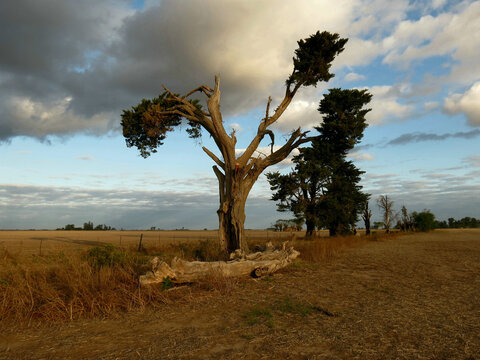 Atardecer en la llanura pampeana.