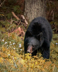 Large black bear grazing along a tree line.