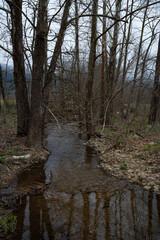 A small tree lined creek wandering into the woods on a dark sinter day.