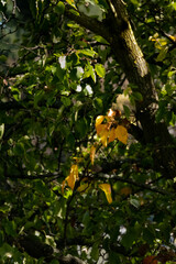 First leaves to change color  on a tree in early autumn
