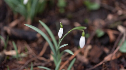 Blooming snowdrops in spring. The first flowers, signs of spring. White flowers, snowdrops against the damp ground.