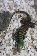 lizard on the stone
