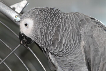 A pet African Grey Parrot playing on top of his cage at his home address. These birds are known for their intelligence, ability to talk and their famous red tails.