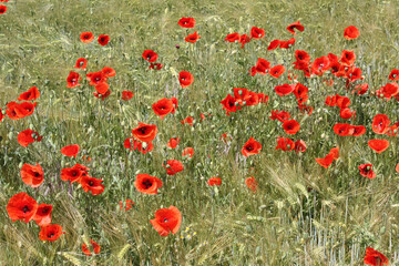 Fototapeta premium Mohnblumen