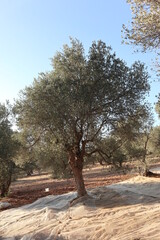 Fototapeta premium Olive harvest: A majestic olive tree in Turkey awaits its harvest. The nets to collect the olives are already laid out under the trunk.