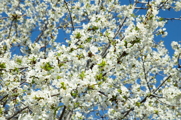Cherry tree with white spring blossoms and blue sky