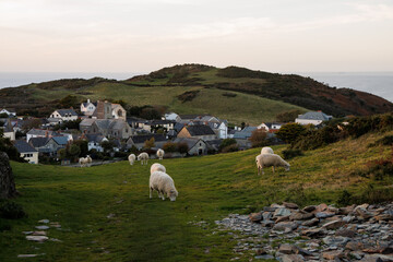 Grazing sheep on the hill in the landscape of a small British village by the coast in North Devon.