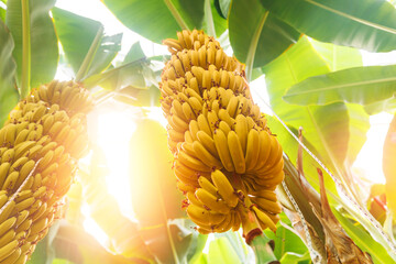 Closeup bunch growing ripe yellow banana with sunlight. Concept agriculture Plantation fruits tree...
