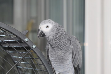 A pet African Grey Parrot playing on top of his cage at his home address. These birds are known for their intelligence, ability to talk and their famous red tails.