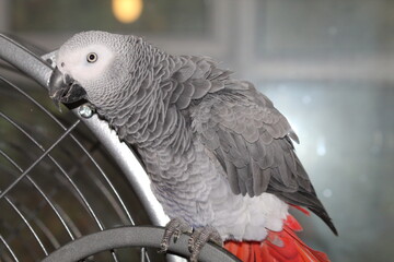 A pet African Grey Parrot playing on top of his cage at his home address. These birds are known for their intelligence, ability to talk and their famous red tails.