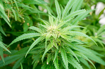 cannabis plant