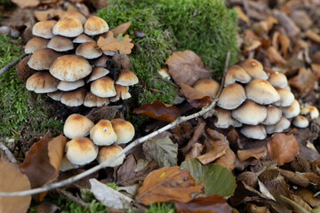 A group of Hallimasch mushrooms on tree stump on forest floor