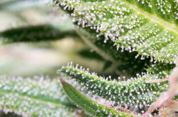 closeup of cannabis plant