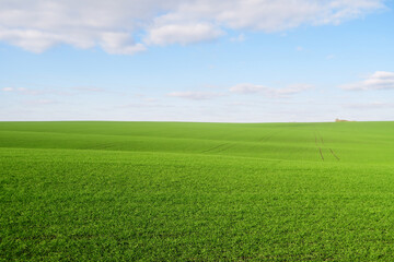 Smooth green grass, lawn against the background of a large blue sky on a sunny day. Wide view of the manicured lawn. The natural background of yellow-green grass in the rays of the setting sun.