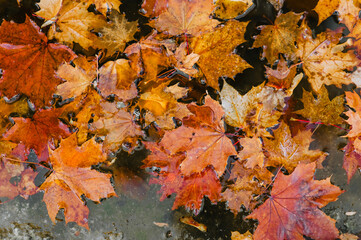 Naklejka na ściany i meble Red, yellow maple leaves lie in the water after rain in autumn. Photography, background, top view.