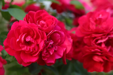 Beautiful blurred red Rose on a beautiful green background. Greeting card. Rose close up. Natural floral summer background. Postcard. Flower bud. Red garden roses on a bush in a summer garden.
