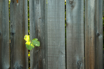 Gray Weathered Cedar Fence with Wood Grain and Knots and Peeking Leaves