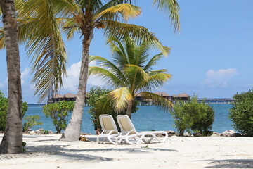 Obraz premium trees on the beach