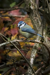 Blue Tit sitting in a tree of falling leaves
