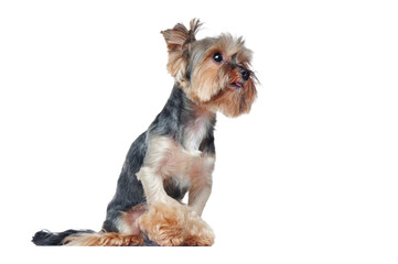 Begging yorkshire terrier looking to the copy space area