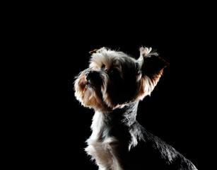 Closeup silhouette head portrait of a yorkie dog looking up