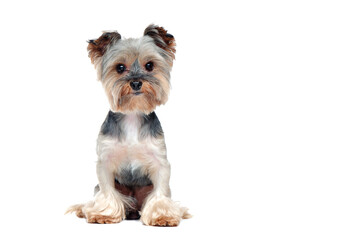 Front view portrait of a sitting yorkie dog isolated on white