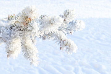Frosty fir tree with shiny ice frost in snowy forest park. Christmas tree covered hoarfrost and in snow. Tranquil peacful winter nature. Extreme north low temperature, cool winter weather outdoor