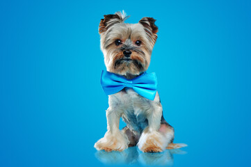Pretty yorkshire terrier with a bow tie against blue background