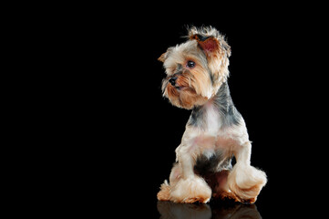 Sitting dog looking to the side isolated on black background