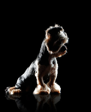 Sad Yorkshire Terrier Puppy Silhouette Low Key Picture