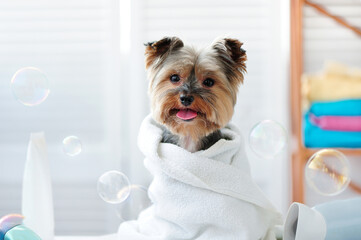 Yorkshire terrier in a bath towel showing tongue