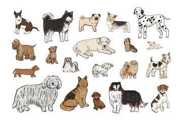 Dog breeds color pets vector illustrations set.