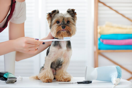 Yorkshire terrier at the teeth cleaning procedure