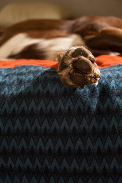 Pata de perrro sobre edred&oacute;n de patchwork de invierno, tejido de franela