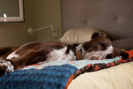 Perro en habitaci&oacute;n moderna y de dise&ntilde;o, perrro durmiendo en la cama comodo y confortable, edred&oacute;n de oto&ntilde;o invierno, caliente