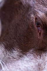 Detalle ojo perro cobrador marr&oacute;n con pelos blancos en la parte del morro