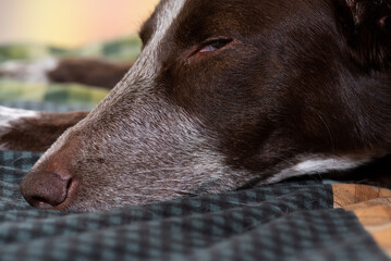 Detalle perfil perro, retrato de cerca, morro lardo y bigotes, morro blanco antifaz marrón, mirando de reojo y descansando en la cama