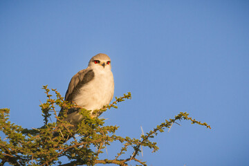 Black-Shouldered Kite, Serengeti, Tanzania
