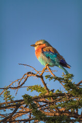Lilac-Breasted Roller, Serengeti, Tanzania