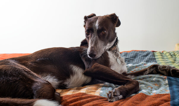 Retrato de perro sobre cama, perro mirando a cama, bonita luz y perro bonito, canino hermoso, podenco con braco, perro cobrador