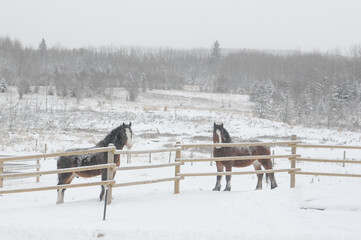 Two Clydesdale stallion along wooded fence in pasture looking forward